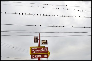 Burgers and Birds