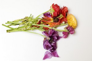 I liked the way these looked on the kitchen counter just before going into the compost.