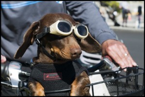 Koa checking out the action at the Amgen Tour of California, Santa Cruz.