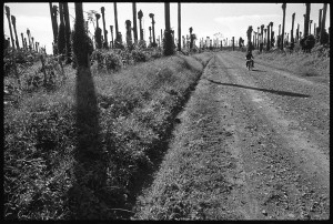 Maybe it's the Margaret Atwood I've been reading but when I look at this photo I think of a post-apocalyptic world.