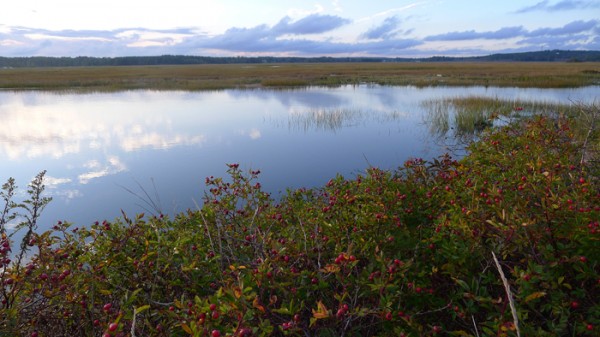 Just outside Portland, Scarborough Marsh is the biggest saltwater marsh in the state of Maine.  